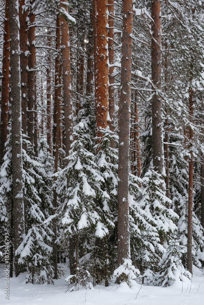 Fototapeta premium Wintery snow-covered forest
