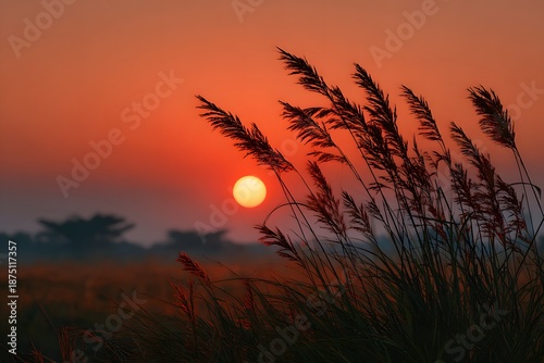Tranquil Sunset Landscape with Silhouette of Grass and Vibrant Colors for Nature Art Prints