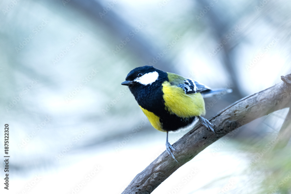Fototapeta premium A high-resolution wildlife shot of a Green-backed Tit (Parus monticolus) perched elegantly on a moss-covered branch in a high-altitude forest.
