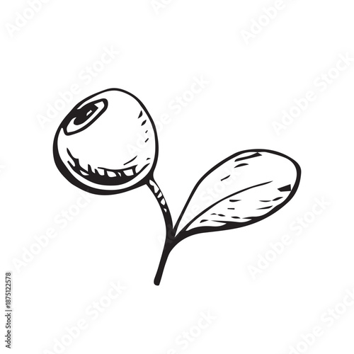 Ink line drawing of a cowberry sprig with berry and leaf, in vintage botanical style. Suitable for labels, packaging, logos, herbal designs and nature themed prints.