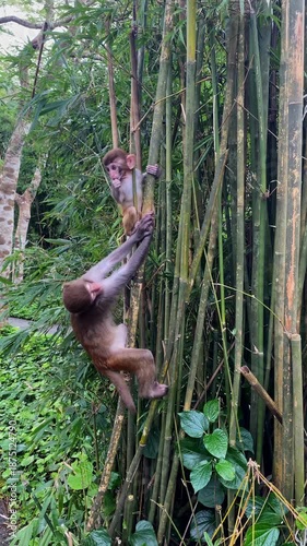 Monkeys climbing tall bamboo stalks in lush tropical forest.  Mother monkey taking her baby off bamboo trunk. Wildlife family interaction. Vertical video.