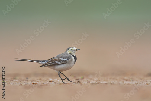 Obraz na plátne White wagtail explores riverine habitat displaying balance awareness and steady