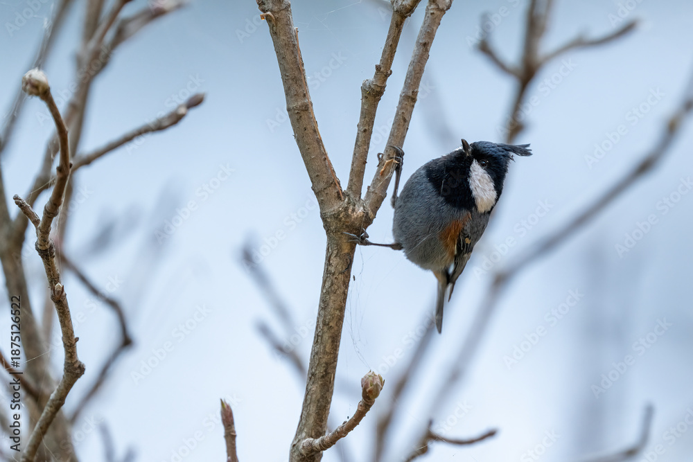 Fototapeta premium Authentic nature shot showing the petite Coal Tit bird on a perch, perfectly representing the biodiversity of European and Asian woodlands.