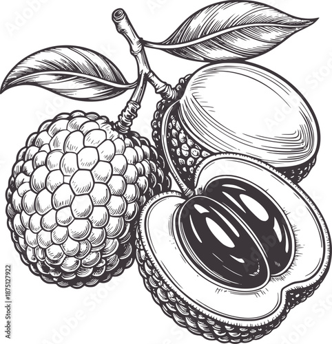 Detailed black and of a whole and halved langsat fruit with leaves stem