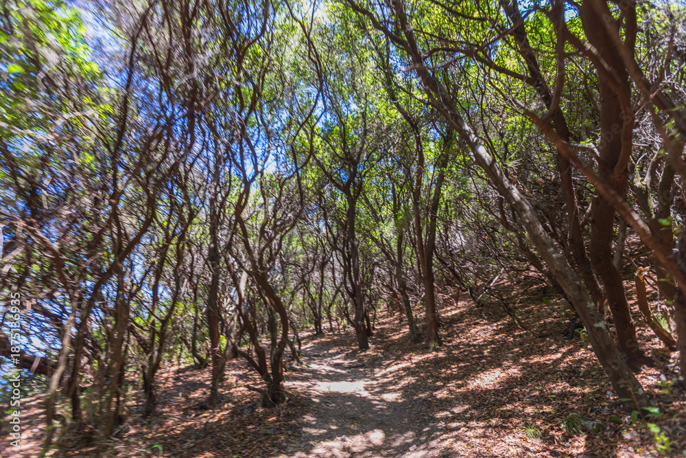 Fototapeta premium Narrow dirt path winds through a dense forest of gnarled, twisting trees
