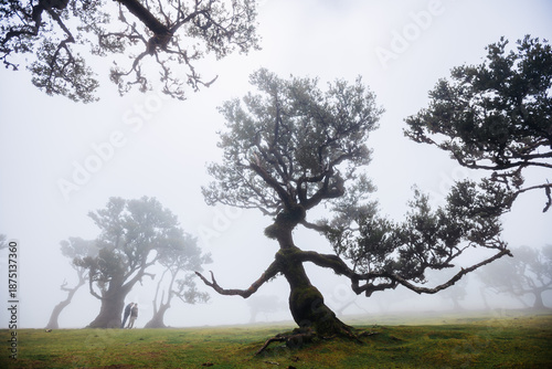 Famous tree in the Fanal forest, Madeira-Portugal. 