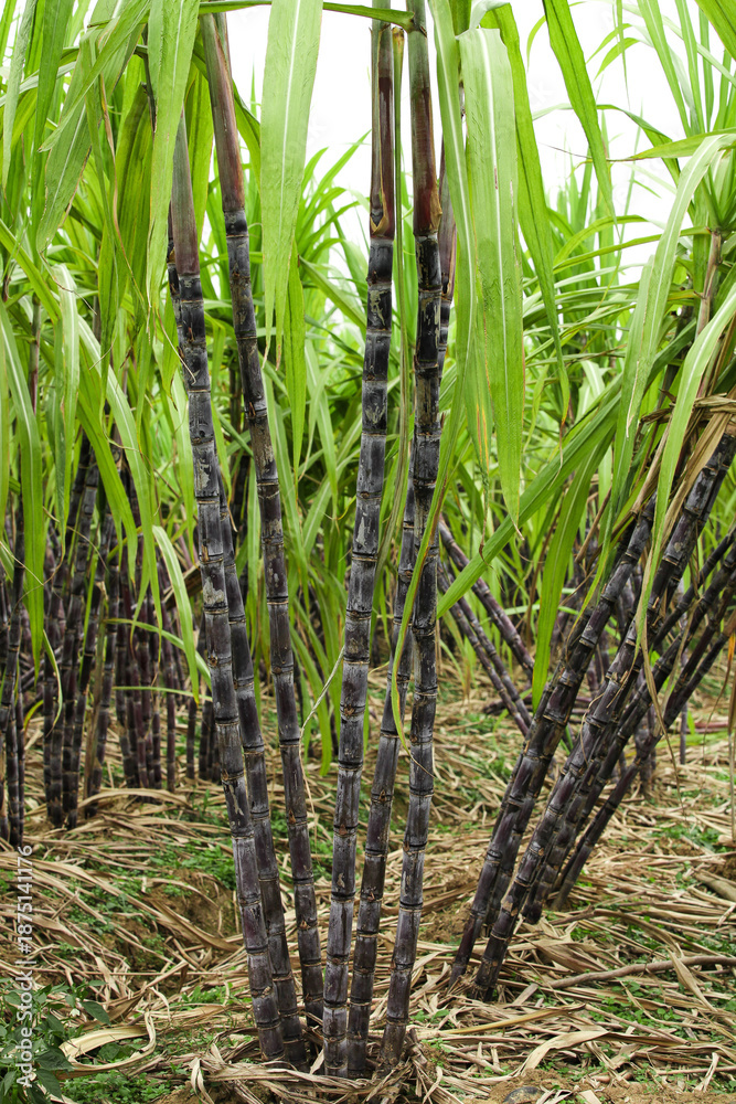 Fototapeta premium Black Sugarcane Plants Growing in Guangxi Field