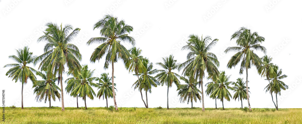 custom made wallpaper toronto digitalA row of lush coconut palm trees in a tropical landscape, with vibrant green foliage against a light background