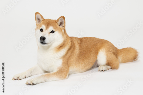 伏せをする柴犬