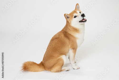 振り返って笑顔の柴犬のスタジオ全身写真