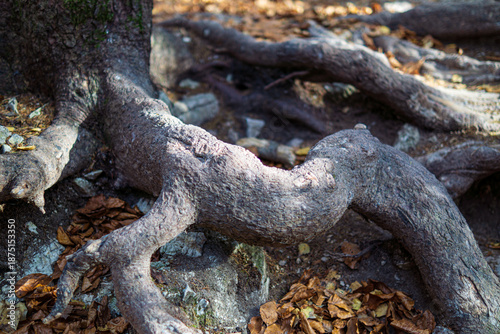 Exposed tree roots on forest floor