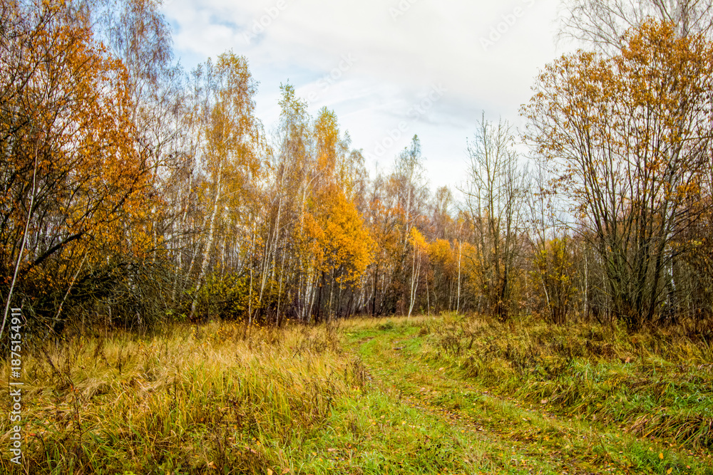 Fototapeta premium Bright birch forest in late autumn in cloudy weather
