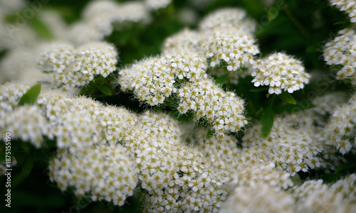 Close-up spiraea flowers at spring. Selective focus with shallow depth of field.