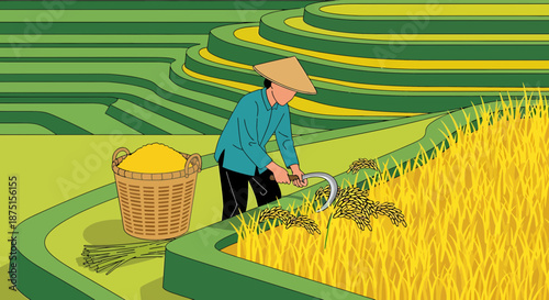 Rice Harvesting In Terraced Fields With Traditional Asian Farmer