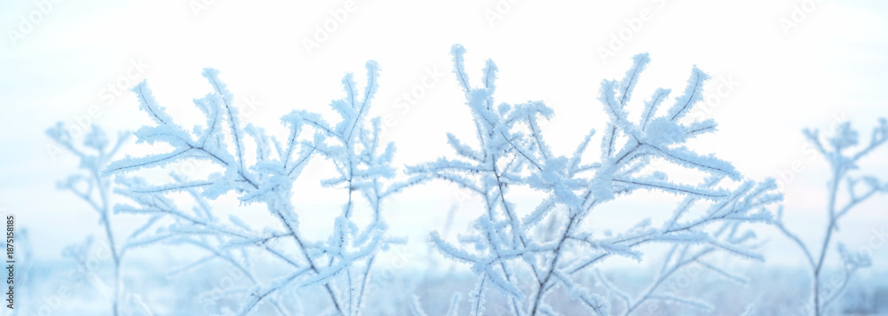Fototapeta premium beautiful abstract winter landscape with frosty plant branches in rime close up. Wild grass covered crystallized snow, hoarfrost, light nature background. cold frozen weather. winter season. banner