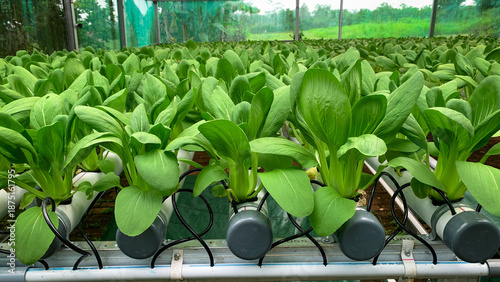 Photos Lush organic Bok Choy plants cultivation in white PVC hydroponic pipes using NFT system in a greenhouse