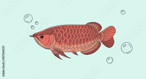 Elegant Arowana Fish Illustration Swimming In Aquamarine Water