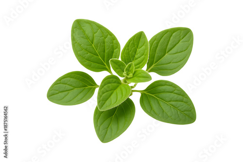 a green plant with leaves on transparent background high quality