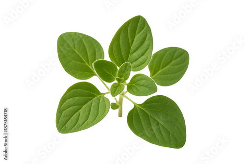 a small green plant with rounded leaves on transparent background