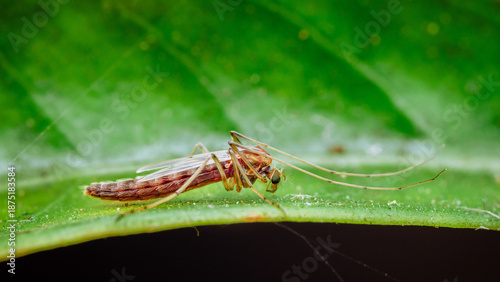 Photography Mosquito-like insect resting on green leaf macro