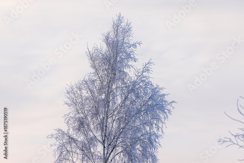Frosty Winter Birch