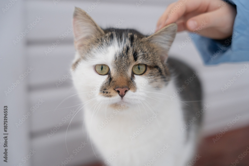Fototapeta premium A child's hand strokes a cat. close up