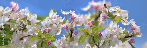 closeup on branch covered with white flowers and pink buds of flowers of a apple tree on blue sky background in springtime