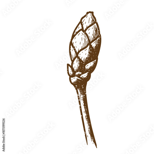 Drawing Vintage Artichoke flower bud illustration in brown color  a single vegetable element