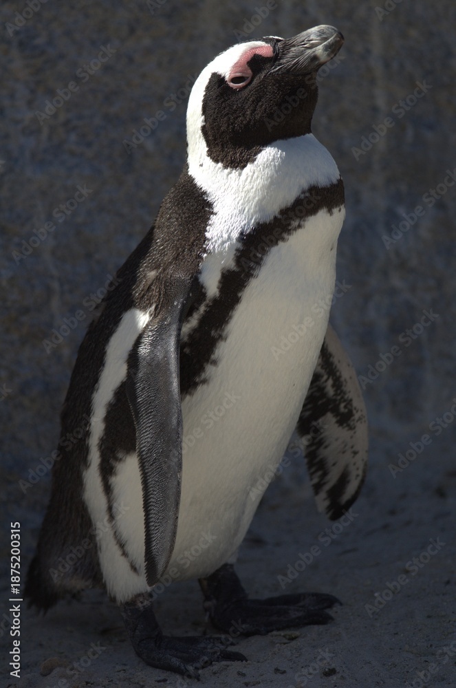 Fototapeta premium Penguin