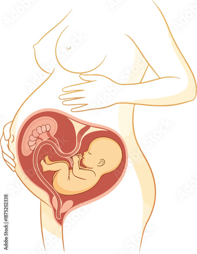 A pregnant woman cradling her belly with a detailed vector illustration of pregnancy anatomy, showing a fetus inside the womb. Perfect for educational materials, health brochures, and