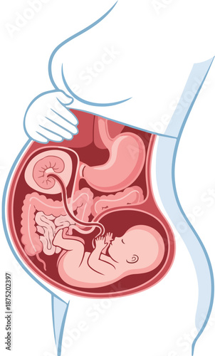 A vector illustration of a pregnant woman's anatomy showing the fetus in the womb. Perfect for medical education, health brochures, and pregnancy guides.