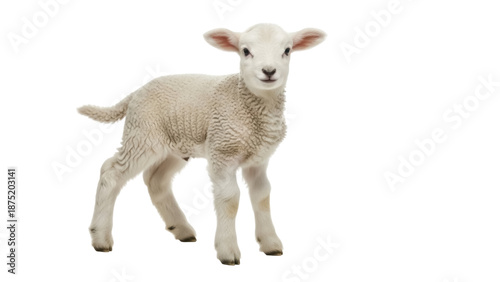 Photography Adorable lamb PNG isolated on transparent background, cute baby sheep with fluff
