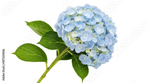 Fotografía Beautiful blue hydrangea flower isolated PNG on transparent background, delicate