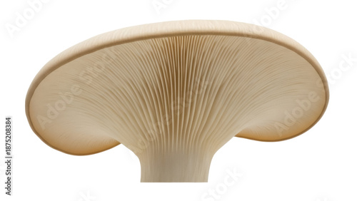 Canvastavla Oyster mushroom isolated PNG on transparent background, edible fungus with gills
