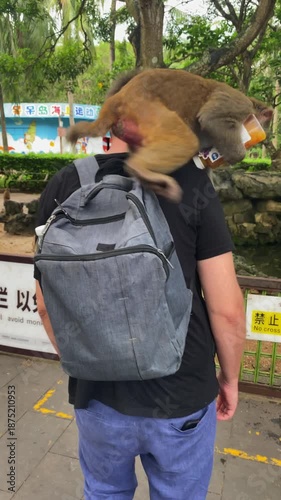 Monkey steals juice bottle from tourist's backpack in China. Humorous human-wildlife encounter during travel, unexpected moment. Vertical video.