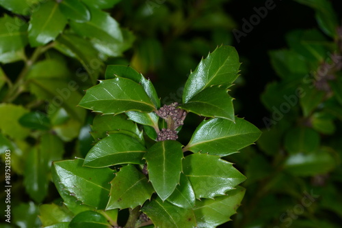 Fotografie Strauch-Hülse, Ilex x meservae , Heckenstar