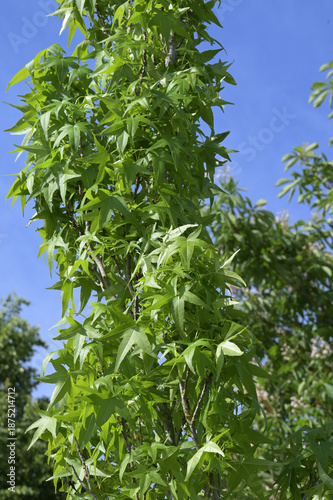 Säulen-Amberbaum, Liquidambar styraciflua, Slender Silhouette