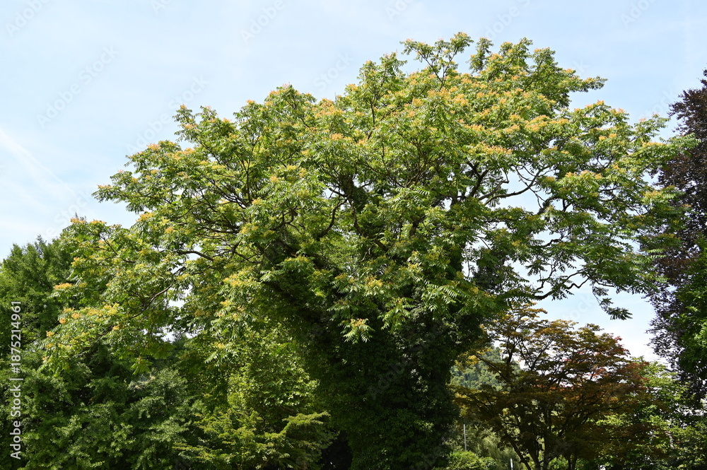 Fototapeta premium Drüsiger Götterbaum, Ailanthus altissima
