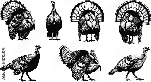Vintage Style Black Silhouette Vector Set of Turkeys Featuring Detailed Engraving For Thanksgiving Day Celebration Autumn Harvest Nature Design and Farm Animal Illustration Concepts