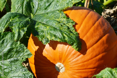 Obraz na płótnie Kürbisse,  Cucurbita,  Feldanbau