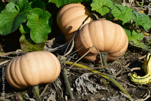 Canvas Print Kürbisse,  Cucurbita,  Feldanbau