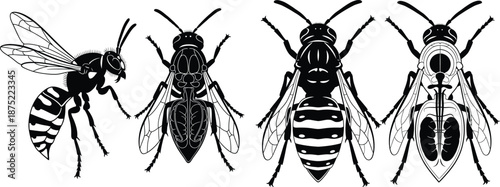 Detailed illustrations of wasps in both silhouette and line art styles for biological studies