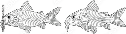 Detailed skeletal illustration of a freshwater fish with barbels, showing its internal bone structure