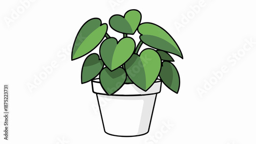 A green leafy plant with heart-shaped leaves in a white pot