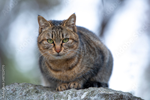 Photography Cute kittens in the wild