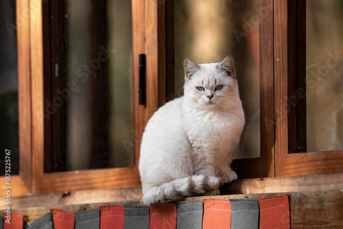 Canvas Print Cute kittens in the wild