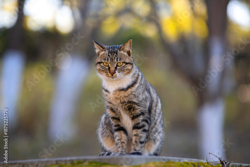 Photography Cute kittens in the wild