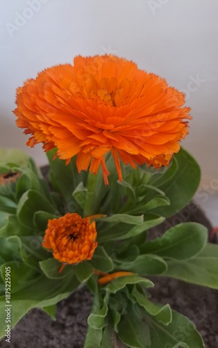 Orange calendula flower closeup 