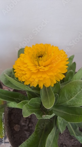 Yellow flower of calendula