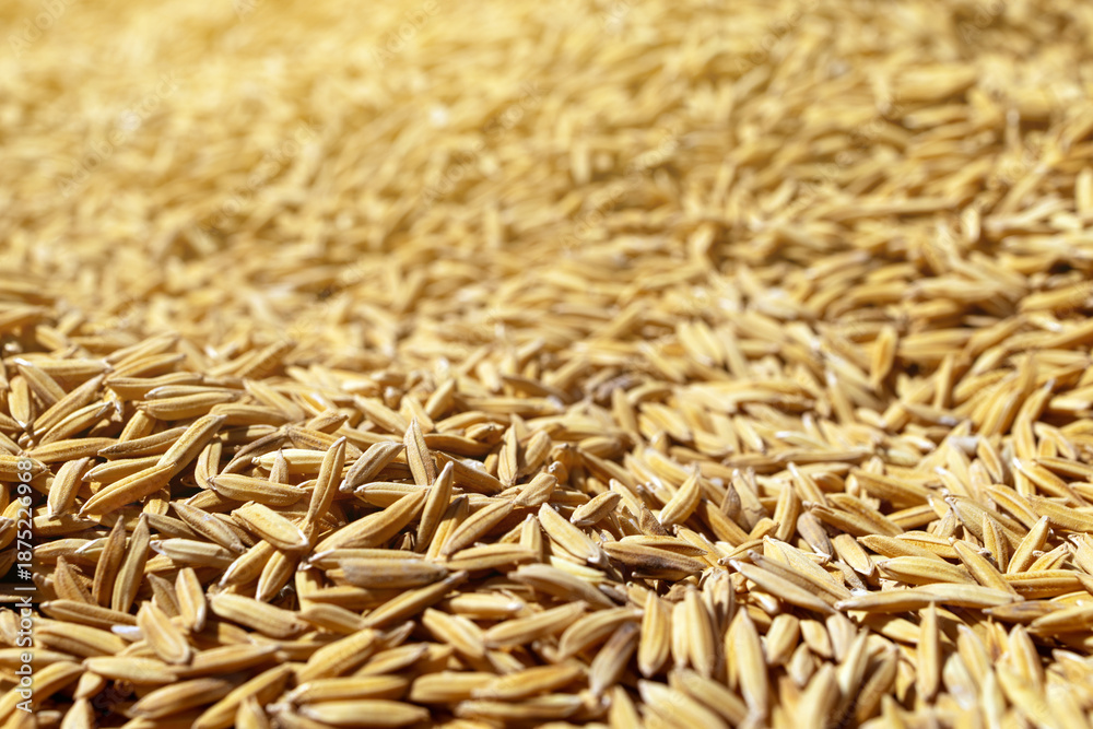 Fototapeta premium Close-Up Golden Rice Grains with Shallow Depth of Field, Macro of golden rice grains forming natural texture with shallow depth of field. Concept of agriculture, harvest, sustainability, rural economy